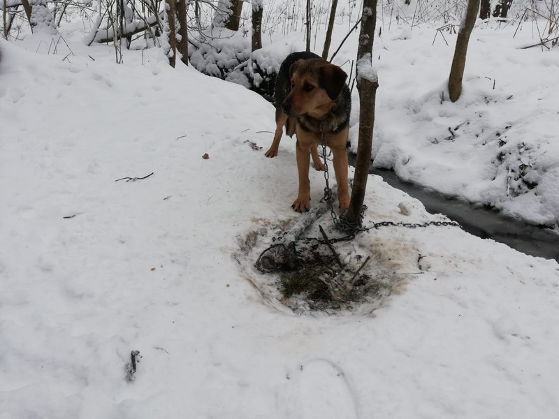 Read more about the article Przywiązał psa łańcuchem do drzewa, by skonał z głodu i zimna. Zwierzę znaleźli policjanci