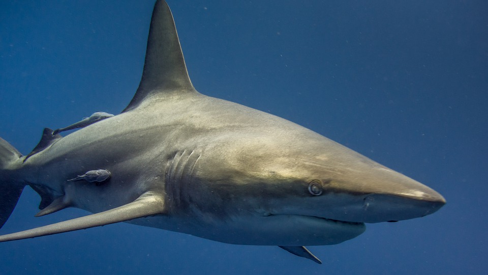 Read more about the article Kolejna śmiertelna ofiara rekina! Przerażające. Woda w morzu zrobiła się czerwona [WIDEO]
